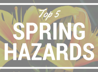 Top 5 Spring Hazards