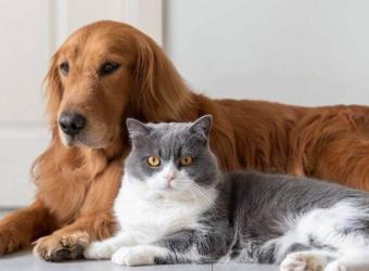 6 Things to Consider Before Using CBD On Your Pet