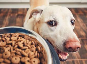 Genetics Markers Prove Dogs Have Evolved To Digest Carbohydrates And Starches