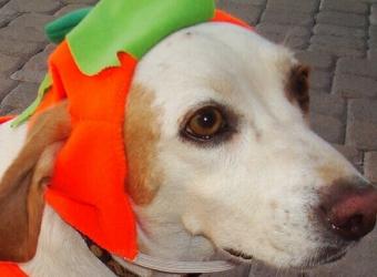 Keep Pets Happy and Healthy This Halloween