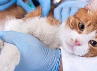 Are Low-Cost Vaccine Buses a Scam? Don't Put Your Pet at Risk
