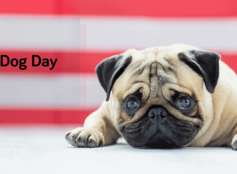 How to Celebrate Your Precious Pooch This National Dog Day