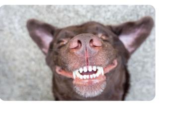 Pet Dental Month: Tips For Caring For Your Dog's Teeth at Home