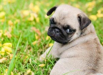 What to Know About Dog Spaying and Neutering and Its Many Benefits