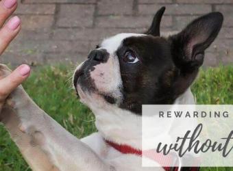 Rewarding Your Dog Without Treats
