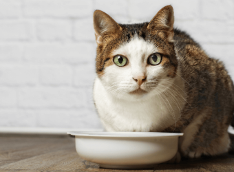 How to Care For Your Senior Cat to Provide the Best Quality of Life