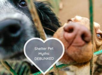 The Secret to Successful Pet Adoption: 7 Shelter Pet Myths Debunked