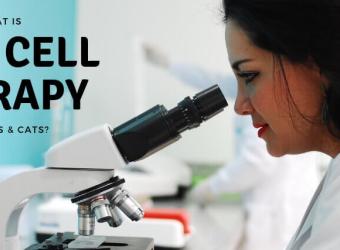 What is Stem Cell Therapy for Dogs and Cats?