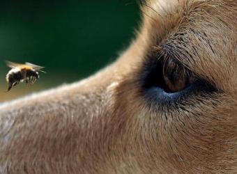 Beware of These Summer Hazards to Your Pet!