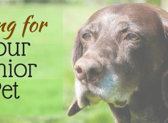 Caring for Your Senior Pet