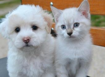 Vaccination: Finding the Right Protocol for Your Pet