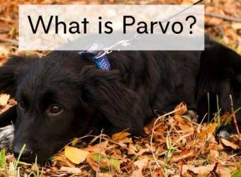 What is Parvovirus (Parvo)?