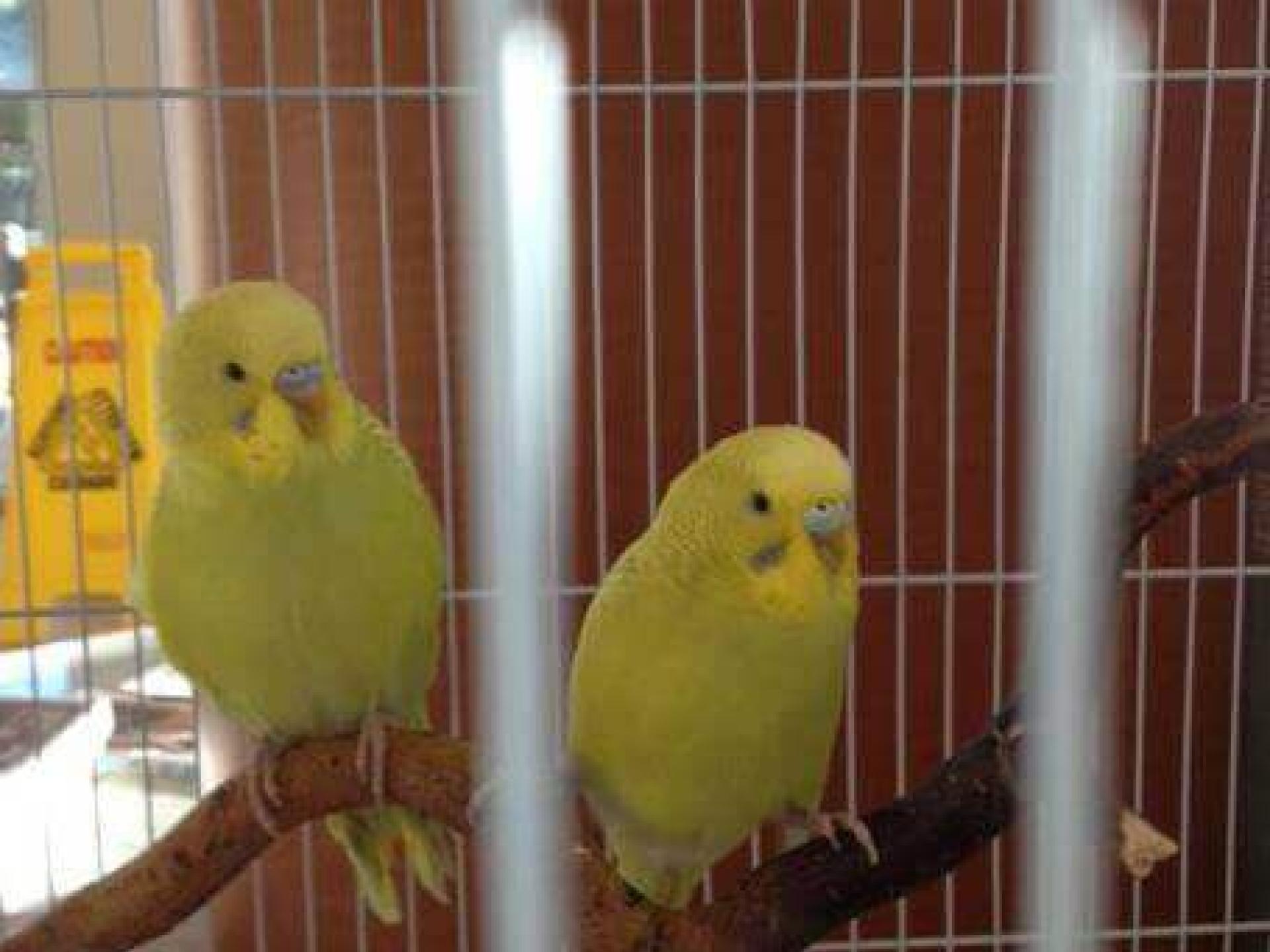 Parakeets Point Vicente Animal Hospital